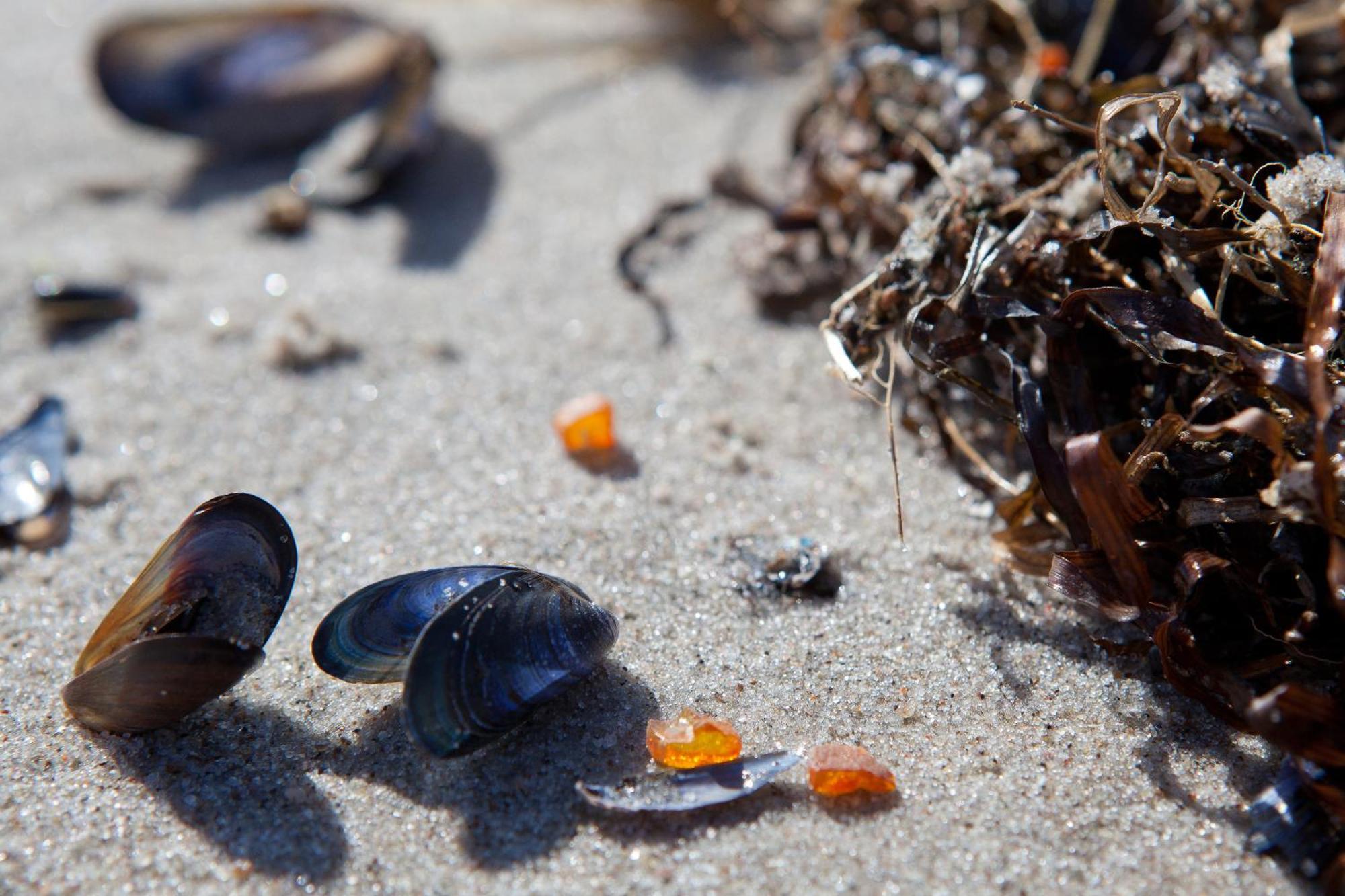 Duene-9 In Dierhagen-Strand Pokój zdjęcie